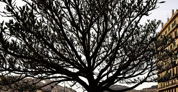 Élagage à marseille : vos arbres entre de bonnes mains